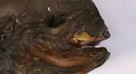 VIDEO: Wetenschappers staan voor raadsel na vondst dode ‘alien’ in Rusland