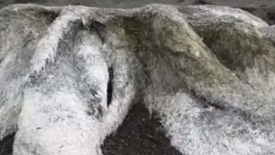 Enorm harig zeemonster aangespoeld in Siberië. Wat zou dit kunnen zijn?