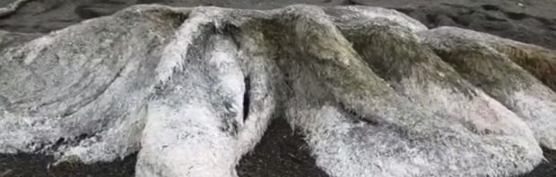 Enorm harig zeemonster aangespoeld in Siberië. Wat zou dit kunnen zijn?