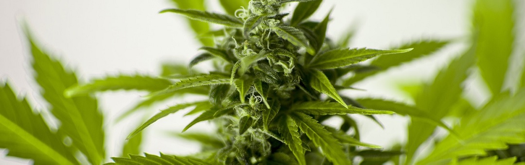 Cannabis heeft een breed scala aan antikankereffecten. Deze Duitse wetenschappers doorbreken het taboe