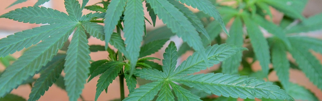 CBD-olie is de reden dat ik nog in leven ben. Deze kankerpatiënt bewijst het ongelijk van zijn dokters
