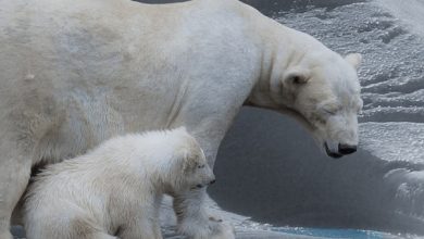 We stevenen volgens het nieuwe IPCC-rapport af op een klimaatcatastrofe. Dit zijn de redenen om het niet serieus te nemen