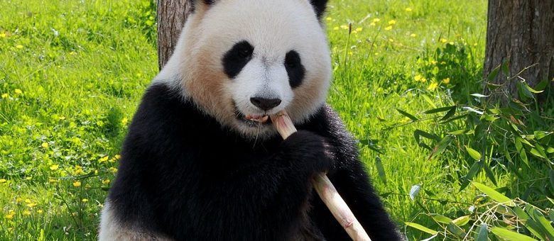 Schieten zonder waarschuwing en steun voor sterilisatieprogramma's. Bekijk deze onthullende aflevering van Zembla over het Wereld Natuur Fonds