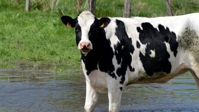 Ik kan niet verklaren wat hier gebeurt. Bizar geval van veeverminking in Argentinië