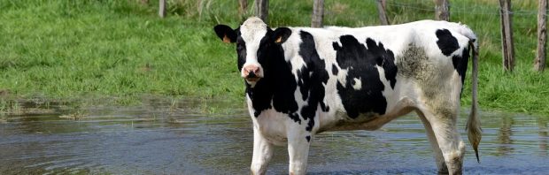 Ik kan niet verklaren wat hier gebeurt. Bizar geval van veeverminking in Argentinië