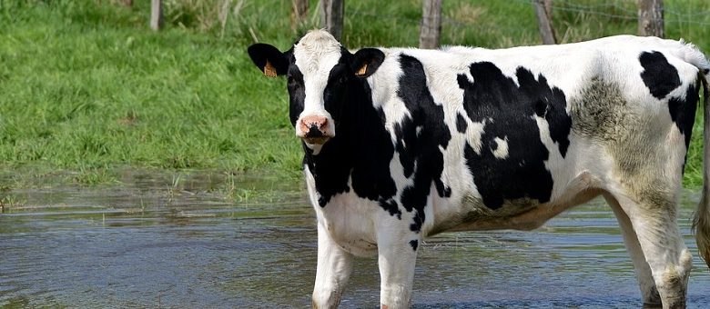 Ik kan niet verklaren wat hier gebeurt. Bizar geval van veeverminking in Argentinië