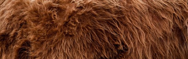 FBI geeft documenten over onderzoek naar Bigfoot vrij. Lees ze hier
