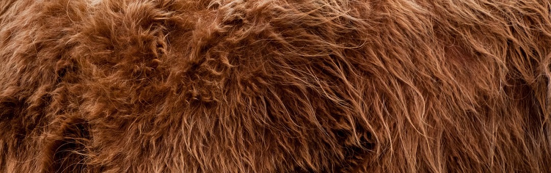 FBI geeft documenten over onderzoek naar Bigfoot vrij. Lees ze hier