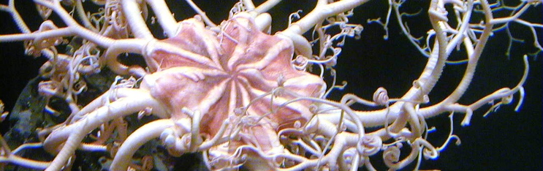 Bizar zeewezen met tentakels gevangen voor de kust van Alaska. Heb je ooit zoiets gezien?