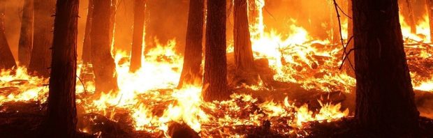 De ongemakkelijke waarheid over de verschrikkelijke Australische bosbranden