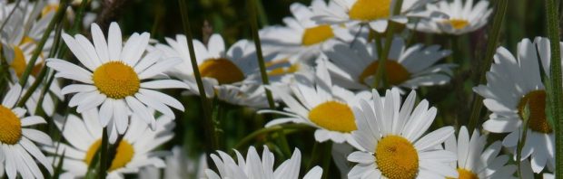 Deze veelvoorkomende tuinplant werkt beter tegen kanker dan bestaande medicijnen