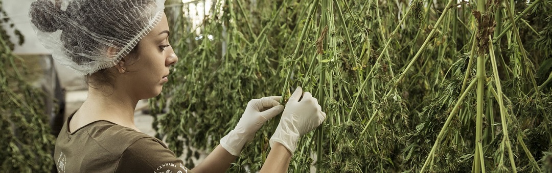 Canadese wetenschappers claimen dat ‘medicinale cannabis’ kan helpen tegen Covid-19