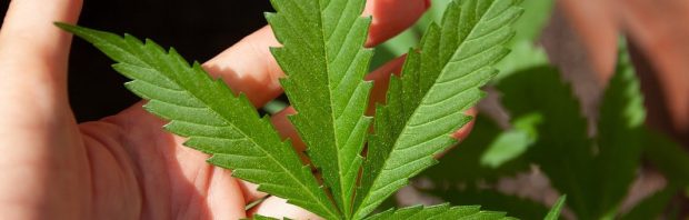 Cannabis: Een verrassend wapen in de strijd tegen het coronavirus