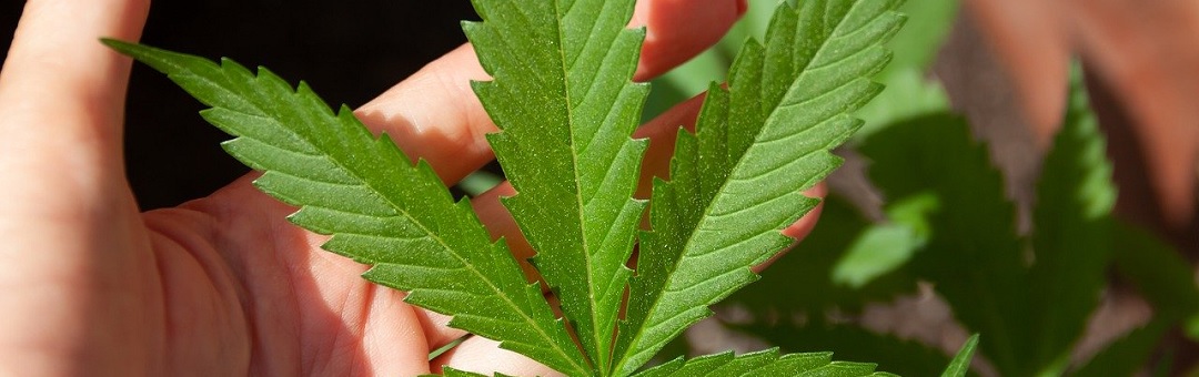 Cannabis: Een verrassend wapen in de strijd tegen het coronavirus