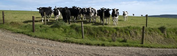Koeien slaan op hol in Gelderland. Is 5G de boosdoener?