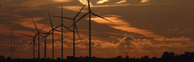 Schokkende cijfers over het aantal dode vleermuizen door windmolens