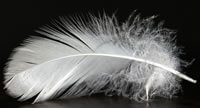 witte veer