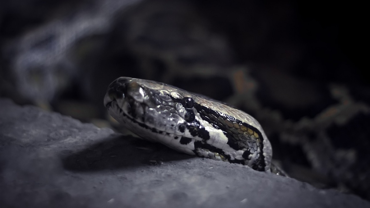 Arts komt met wereldschokkende theorie: is corona slangengif dat wordt verspreid via drinkwater en vaccins?