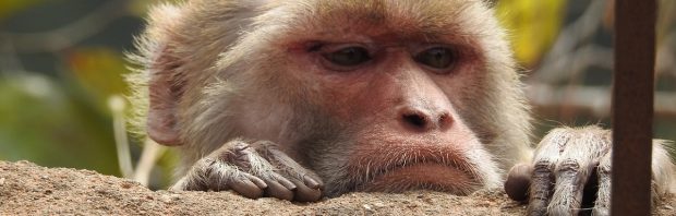RIVM past website over apenpokken stilletjes aan, verwijdert passage over antiviraal middel