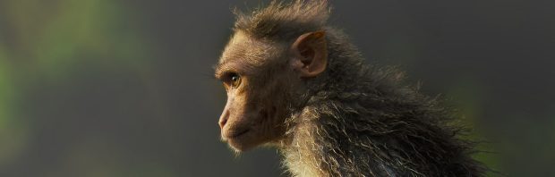 Prof. Capel over apenpokkenvirus: apenstreken of een broodje aap?
