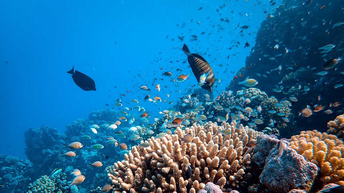 NOS in 2018: het koraal sterft uit. NOS in 2022: in 36 jaar niet zo veel koraal