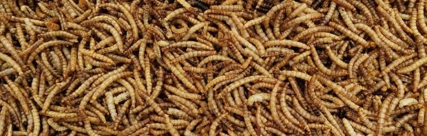 You vill eat ze bugs: Leerlingen van 100 basisscholen in Overijssel krijgen meelwormen voorgeschoteld