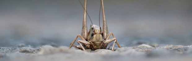 Ze willen dat je insecten eet zonder dat jij het weet