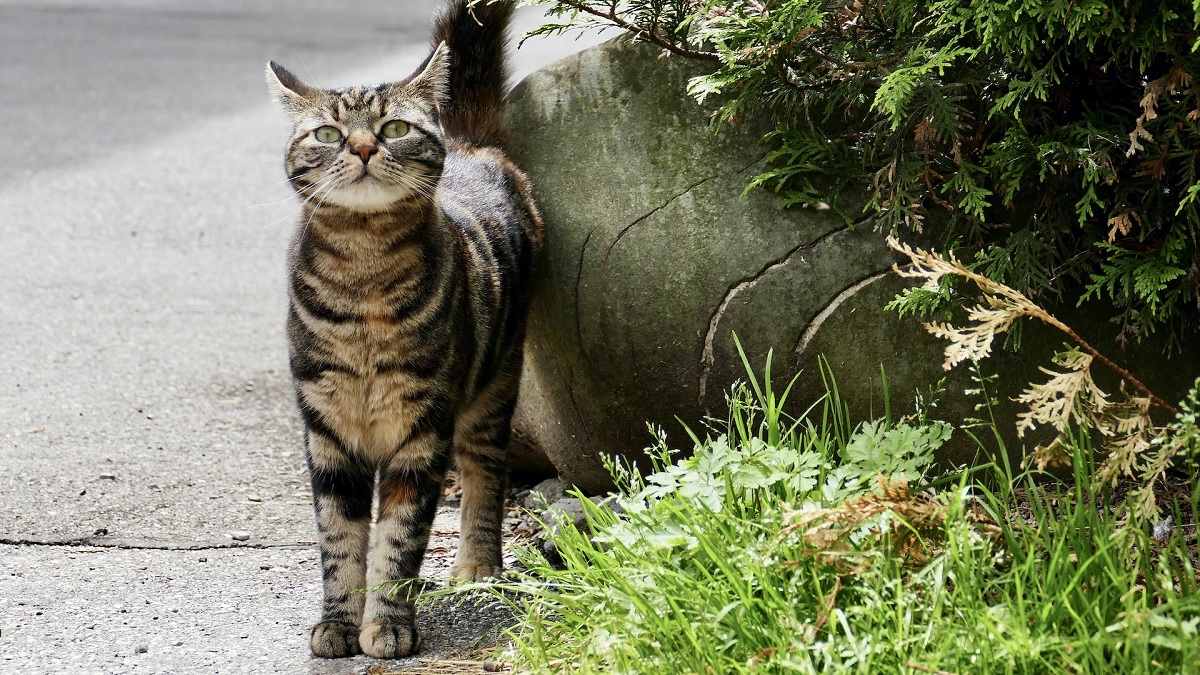 D66: Uw katten en honden moeten eraan geloven