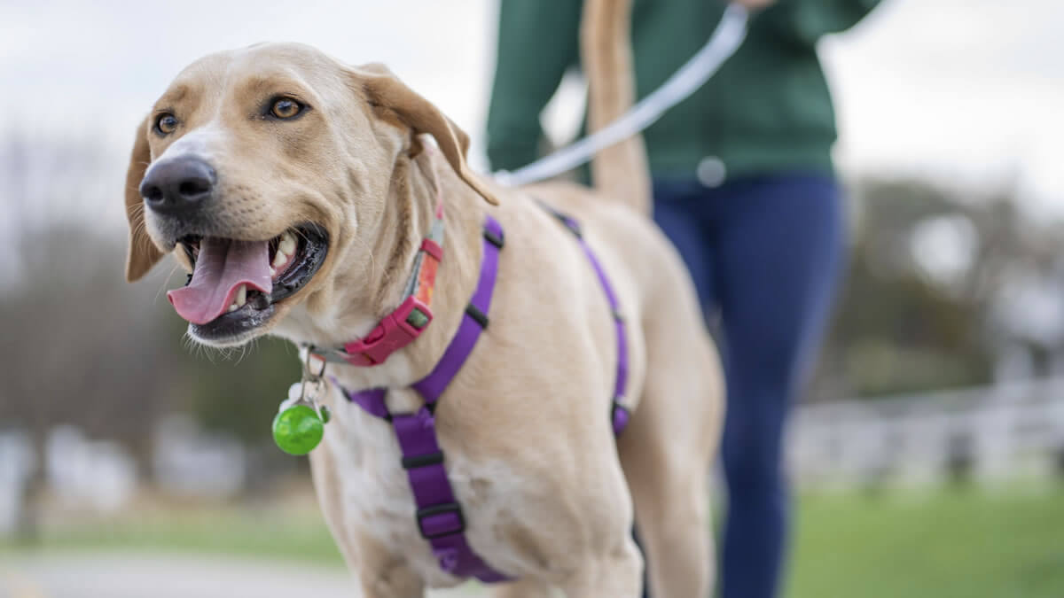 Waarom een hond goed is voor je gezondheid