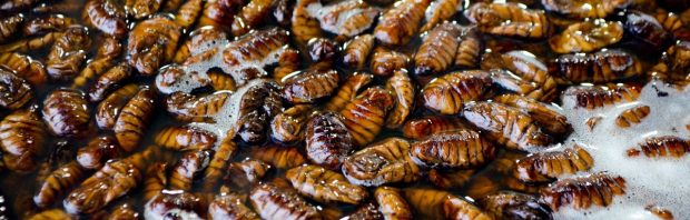 FVD spreekt zich uit tegen ‘schadelijke normalisatie’ van insecten in onze voeding