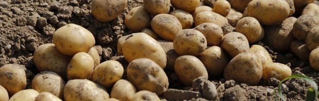 Verontwaardigde reacties op bericht over aardappeloogst: ‘In wat voor land leven we, het wordt steeds gekker’
