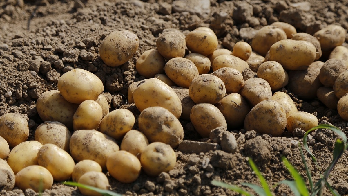 Verontwaardigde reacties op bericht over aardappeloogst: ‘In wat voor land leven we, het wordt steeds gekker’