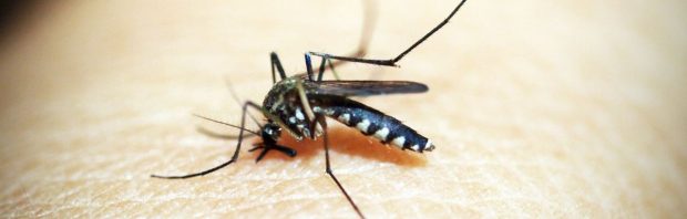 Eerste uitbraak malaria in decennia in Florida, is er een link met de muggen van Bill Gates?
