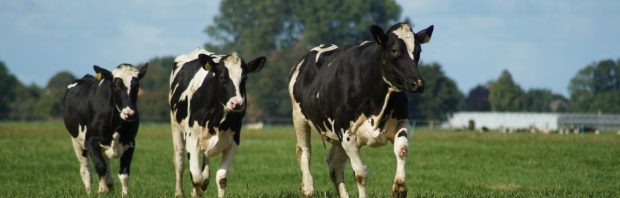 Deze boer dreigt het hele stikstofbeleid op zijn gat te laten vallen