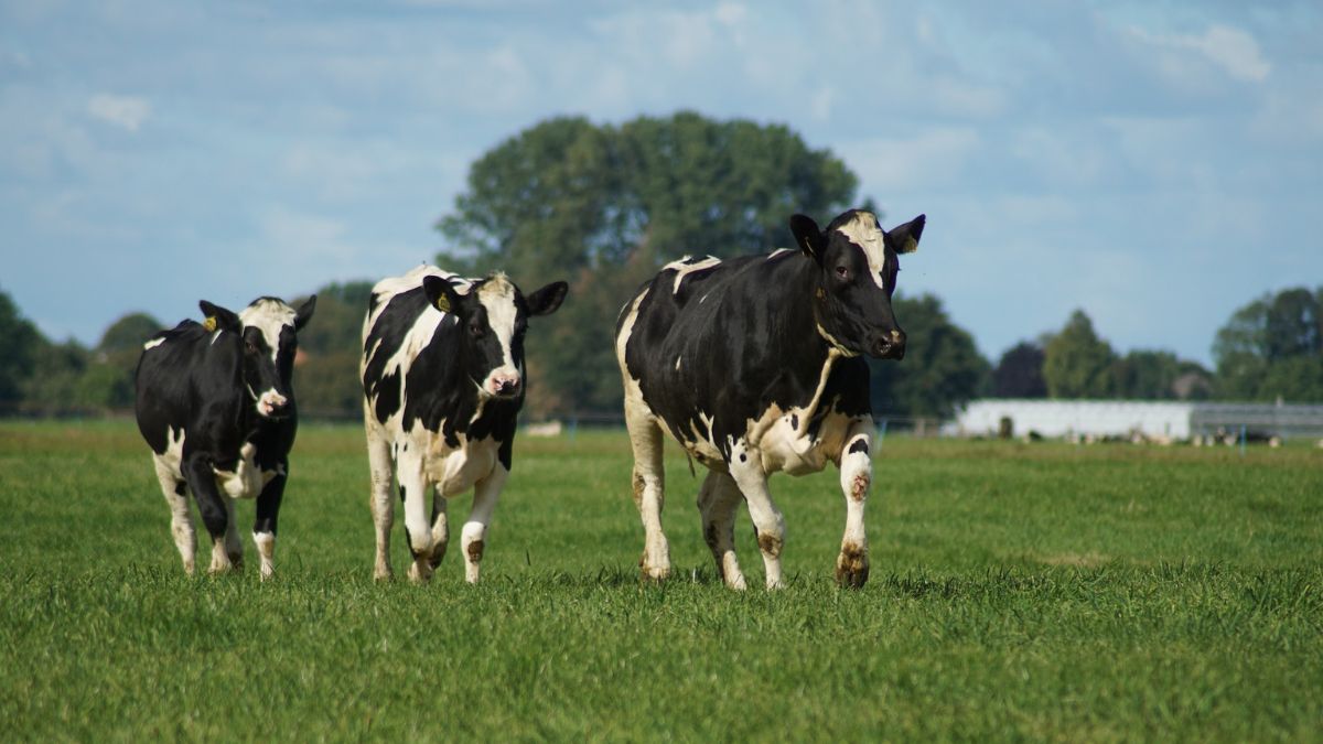 boer