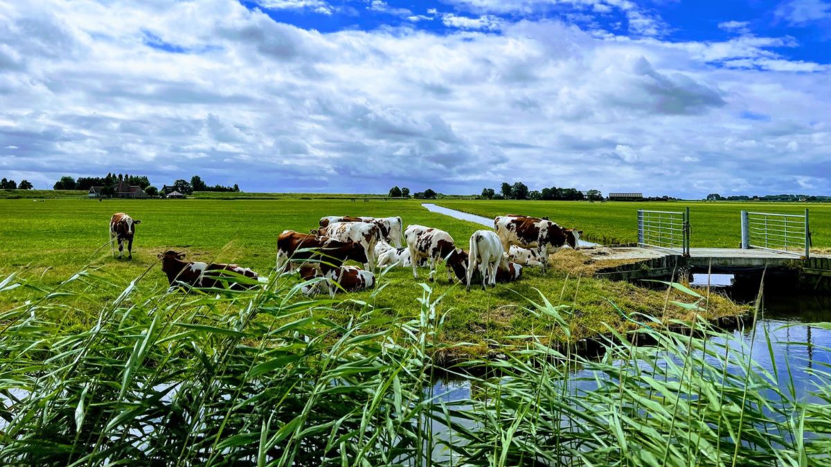 boer