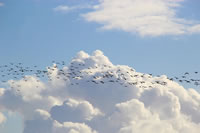 trekvogels, vogelmigratie