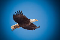 Claim de vrijheid van vogels voor jezelf