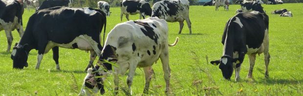 Zo ziet de ‘vrijwillige uitkoop’ van Nederlandse boeren eruit