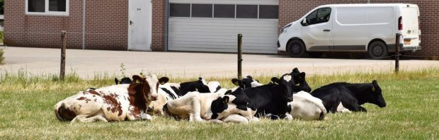 De ‘woest aantrekkelijke’ uitkoopregeling voor boeren in de praktijk: ‘Kan de taxi nog niet betalen’