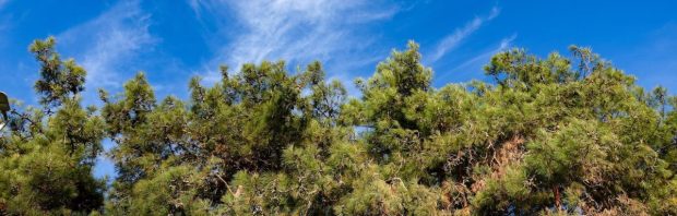 ‘Bizar, echt schokkend’: hier worden 13.000 bomen gekapt om ‘de natuur te redden’