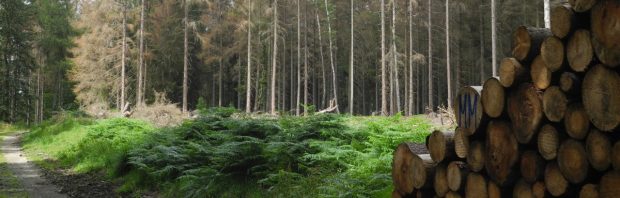 Alles voor de natuur: 120.000 bomen moeten wijken voor 241 meter hoge windmolens