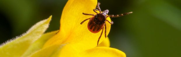 Video: Hier komt de ziekte van Lyme écht vandaan