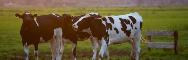 ‘Rampzalige’ natuurherstelwet lijkt het toch te halen en dit zijn de gevolgen voor de voedselzekerheid
