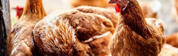 Waarom slaat de EU nu tientallen miljoenen vogelgriepvaccins in voor 15 landen?