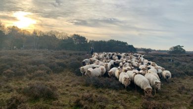schapen