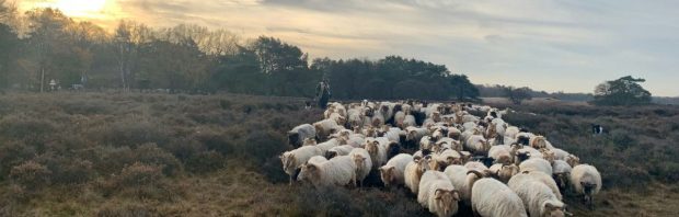 ‘Rampzalige situatie’, veel gevaccineerde schapen dood in Limburg en Noord-Brabant: ‘Waar kennen we dit van?’