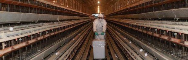 ‘Zet je schrap’: Dit is wat je moet weten over de aanstaande top over vogelgriep