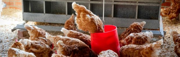 Moderna krijgt 176 miljoen van de overheid voor ontwikkeling van mRNA-vaccin tegen vogelgriep