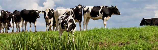 Denemarken gaat massaal landbouwgrond opkopen en laat boeren betalen voor koeienscheten: ‘Echt hélemaal gek geworden’
